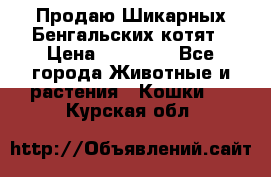 Продаю Шикарных Бенгальских котят › Цена ­ 17 000 - Все города Животные и растения » Кошки   . Курская обл.